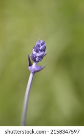 Lavender Flower On The Green Grass. Purple Flower In The Park And Garden. Minimalism Desktop Wallpaper, Nature