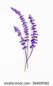 Lavender Flower On White Background