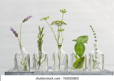 Lavender Flower, Thyme, Rosemary, Parsley Flower And Basil In Bottles Of  Oil Essence In White Wall