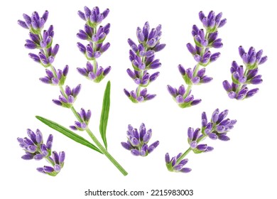 Lavender flower twigs isolated on white background