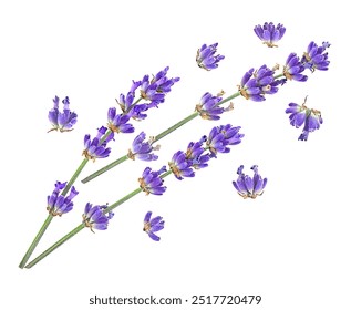 Lavender flower twigs isolated on a white background, top view. Beautiful aromatic lavender flowers. - Powered by Shutterstock