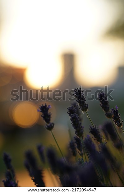 lavender flowering and urban\
sunset\

