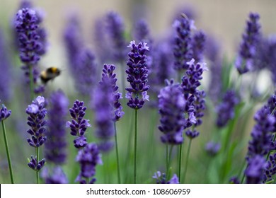 Lavender Flowers