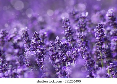 Lavender Flowers