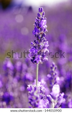 timeless | lavender scent