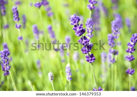 Similar – Image, Stock Photo Delicious Lavender Nature