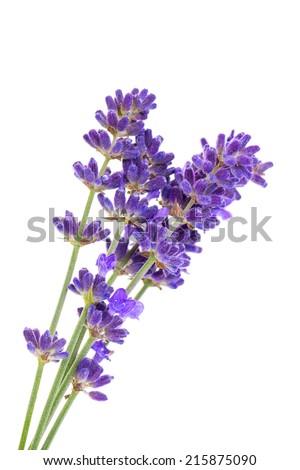 Lavender flowers