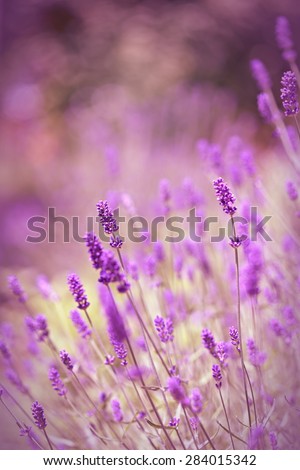 Similar – Image, Stock Photo wild lavenders in the field, a sunny day