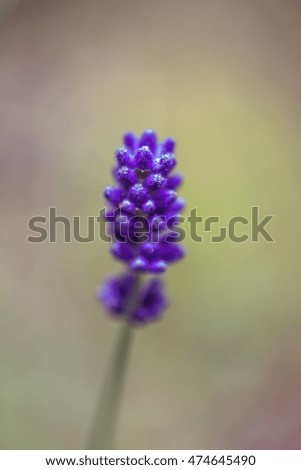 Similar – Medicinal plant Lavender