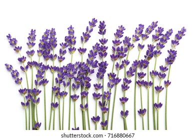 Lavender flowers against white background. Isolated object.