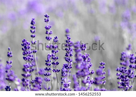 Similar – timeless | lavender scent