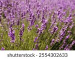 Lavender flowers blooming in the field in the summer. Ontario, Canada.	