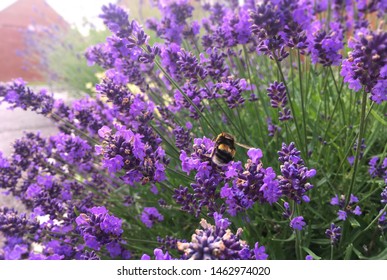 Lavender Flowers Blooming In Garden. Closeup Purple Lavender Petals With Small Bee Collects Flowers Nectar Pollen. Space To Add Text On Blurry Lavandula Flora, Green Leaves, Plant Bush In Background.