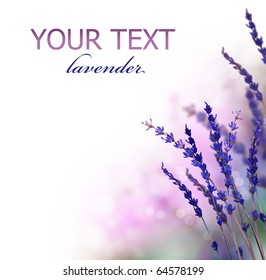 Lavender Flowers Border