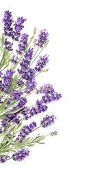 Lavender herb flower Floral border | Nature Stock Photos ~ Creative Market