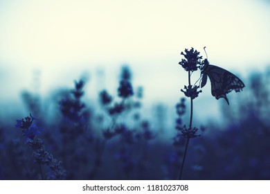 Lavender Flowers With Buterfly.