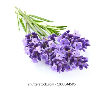 Lavender Flowers In Closeup