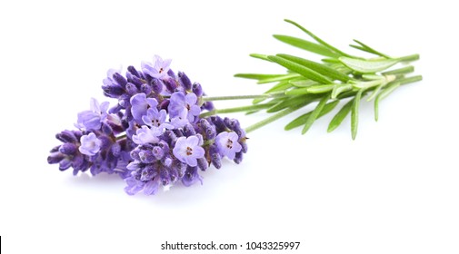 Lavender Flowers In Closeup