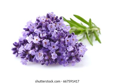 Lavender Flowers In Closeup