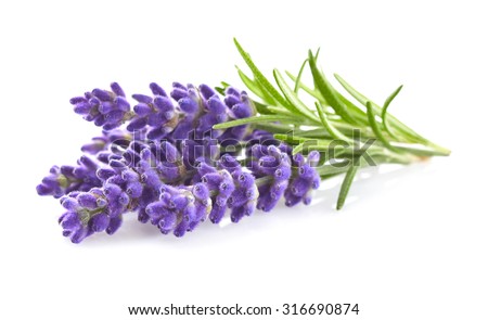 Lavender flowers in closeup Сток-фото © 