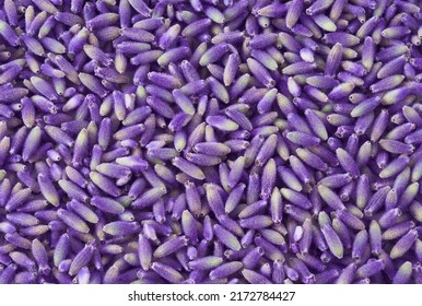 Lavender Flowers Closeup Background Or Backdrop