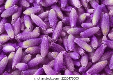 Lavender Flowers Closeup Background Or Backdrop