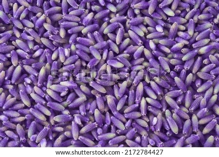 Lavender flowers closeup background or backdrop