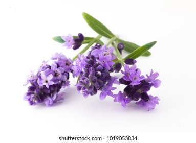 Lavender flowers in closeup. Bunch of lavender flowers isolated over white background. - Shutterstock ID 1019053834