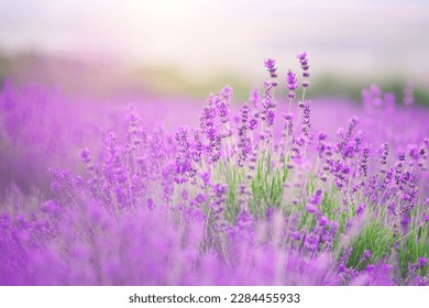 Lavender flowers closeup. Composition of nature. - Shutterstock ID 2284455933