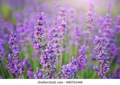 Lavender Flowers Closeup. Composition Of Nature.