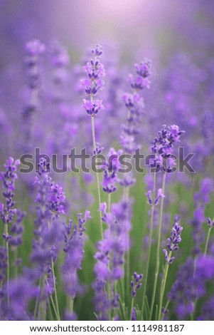 Similar – Lavender field in bloom