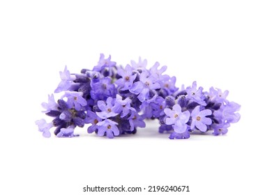 Lavender flowers closeup isolated on white background. Fresh lavender herb