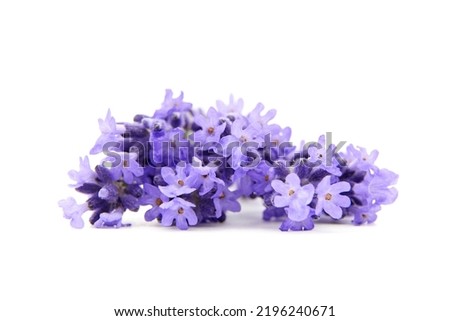 Lavender flowers closeup isolated on white background. Fresh lavender herb