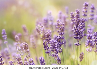Lavender, flowers close-up on a blurred background. Purple lavender flowers in sun glare. Lavender field - Shutterstock ID 2321440773