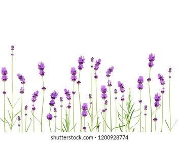Lavender flowers collection on a white background - Shutterstock ID 1200928774