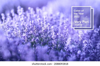 Lavender flowers in the color of the year. Color of the year 2022 Very Peri.Dynamic periwinkle blue hue with a vivifying violet red. Pantone color 2022. - Shutterstock ID 2088092818