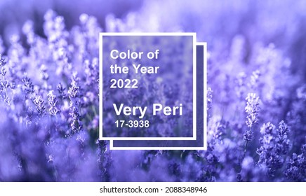 Lavender flowers in the color the year  Color the year 2022 Very Peri  Pantone color 2022 