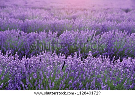 Similar – #A# Purple Fields Art