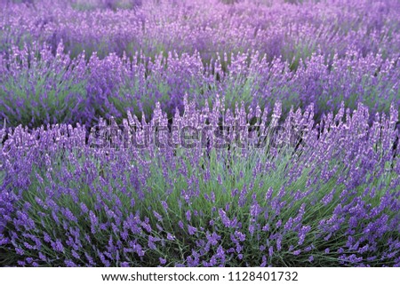 Similar – #A# Lavender sun