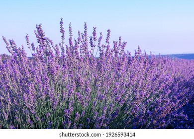 Lavender Flowers In A Field, Against A Blue Sky