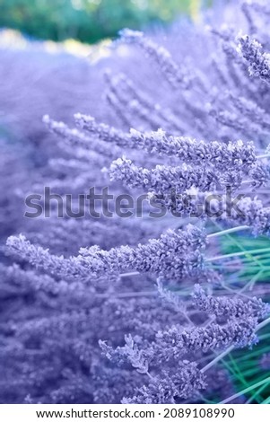 Similar – Foto Bild Nahaufnahme einer Fliederblüte von Globularia alypum mit Sonnenuntergangslicht in der Natur