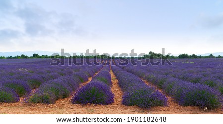 Similar – #A# Purple Farm Art