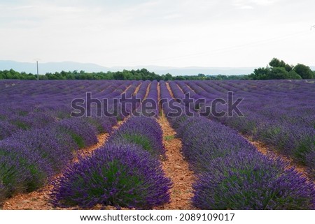 Similar – #A# Purple Farm Art