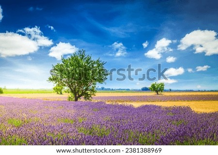 Lavender flowers field rows at summer sunset, Provence, France Stok fotoğraf © 