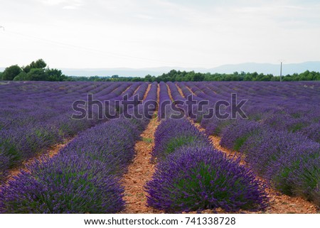 #A# Purple Farm Art