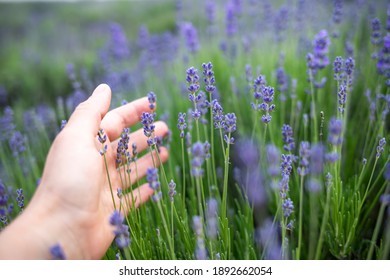 Lavender Flowers In A Lavender Field Are Touched By A Woman's Hand.