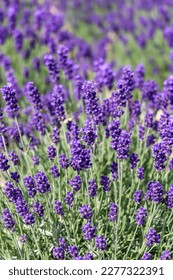 Lavender flowers in the field, vertical orientation  - Shutterstock ID 2277322391