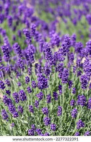 Lavender flowers in the field, vertical orientation 