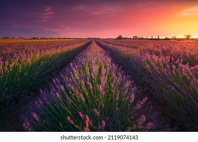 Lavender flowers fields and beautiful sunset. Marina di Cecina, Livorno province, Tuscany region, Italy, Europe