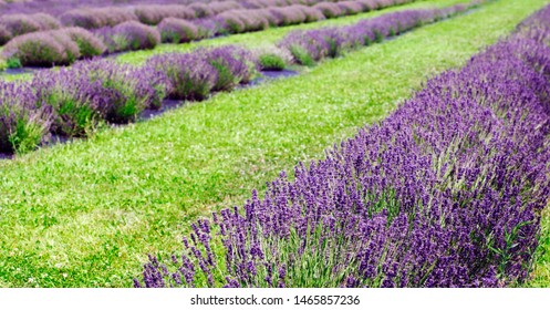 Lavender Flowers Fields, Ontario, Canada